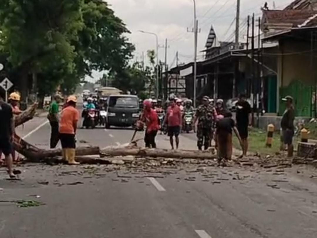Petugas BPBD Madiun bergotong royong mengevakuasi pohon tumbang setelah diterjang angin kencang, Jumat (7/11).