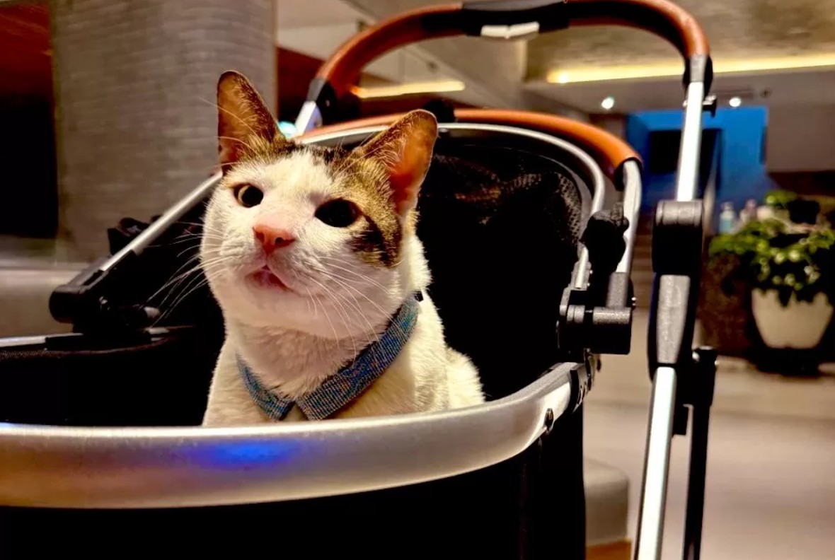 Bobby Kartanegara, kucing peliharaan Presiden Prabowo Subianto.