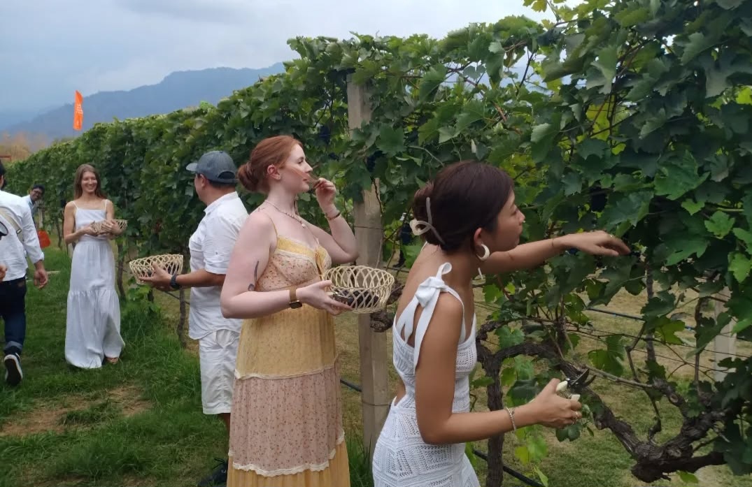 Kebun anggur pertama di Bali yang terbuka untuk wisatawan.