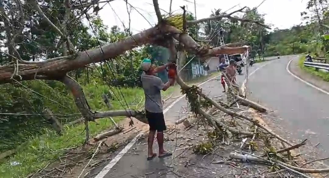 Angin kencang merobohkan pohon besar di Jalur Nasional Pacitan&ndash;Trenggalek hingga menutup badan jalan dan memutus jaringan internet. NUR CAHYONO/RADAR PACITAN