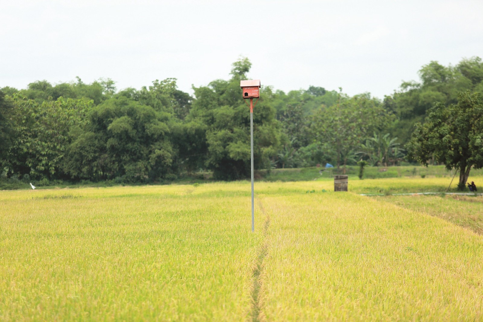Pemkab Madiun mengimbau petani membangun pagupon atau rumah burung hantu sebagai upaya pengendalian hama tikus secara alami. DOK RADAR MADIUN