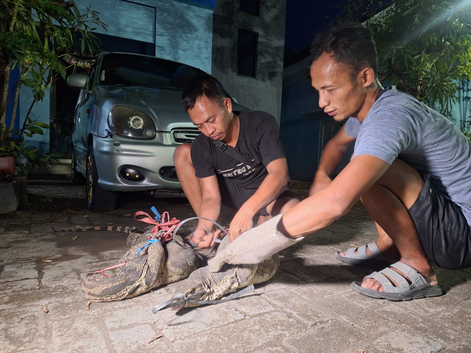 Petugas BPBD Magetan mengevakuasi dua biawak besar yang jatuh dari plafon kamar mandi rumah warga di Kebonagung. APRILITA SARI/JAWA POS RADAR MAGETAN