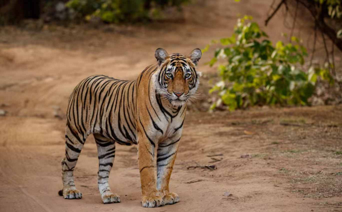 Ilustrasi harimau