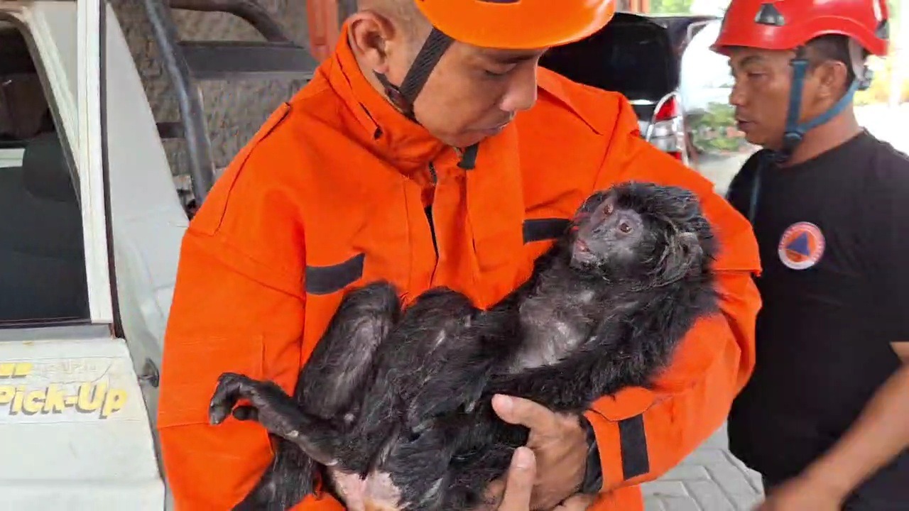 Seekor lutung Jawa yang tersengat listrik di Desa Ngawi Purba akhirnya mati meski sempat dirawat. ASEP SYAEFUL BACHRI/JAWA POS RADAR NGAWI