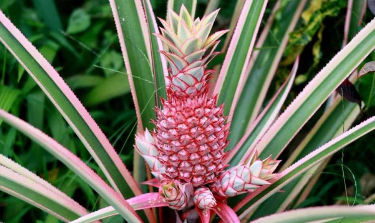 Ilustrasi nanas merah Bogor.