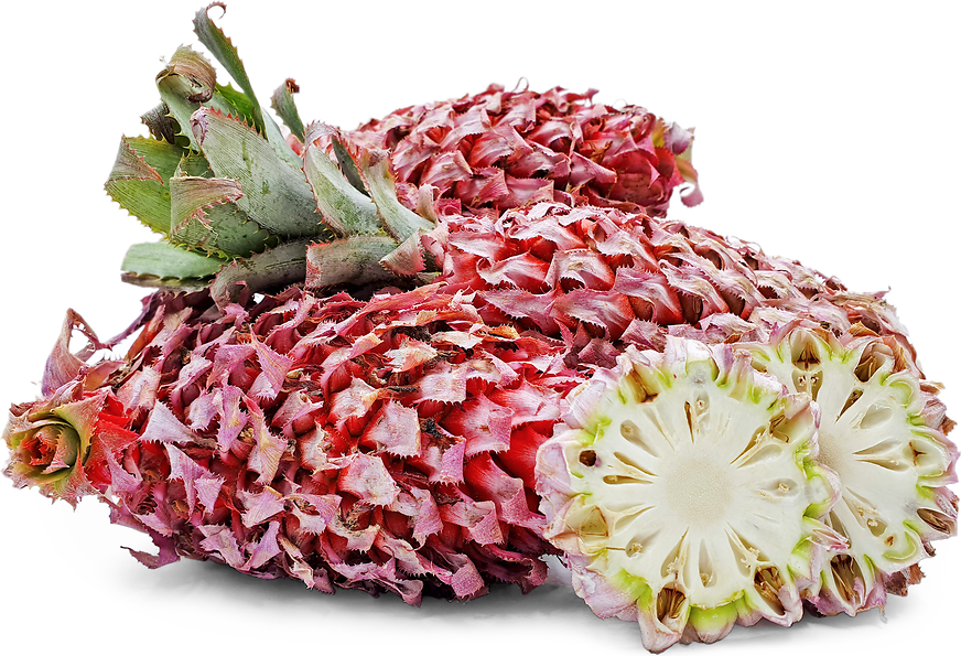 Ilustrasi nanas red spanish.