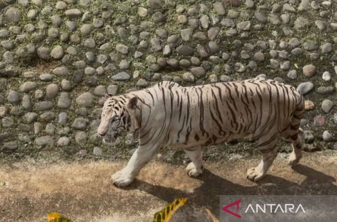 Harimau Benggala bernama Raja milik Gubernur DKI Jakarta Pramono Anung Wibowo yang dititipkan di Taman Margasatwa Ragunan, Jakarta Selatan.