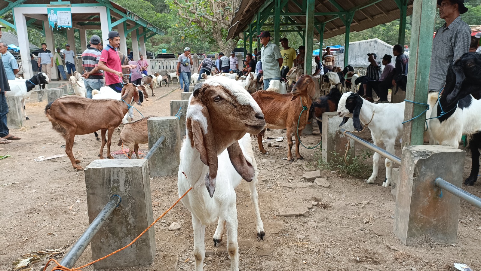 Aktivitas jual beli di salah satu pasar hewan Pacitan. Peternak mengeluhkan anjloknya harga kambing di tengah kenaikan biaya pakan. DOK RADAR PACITAN