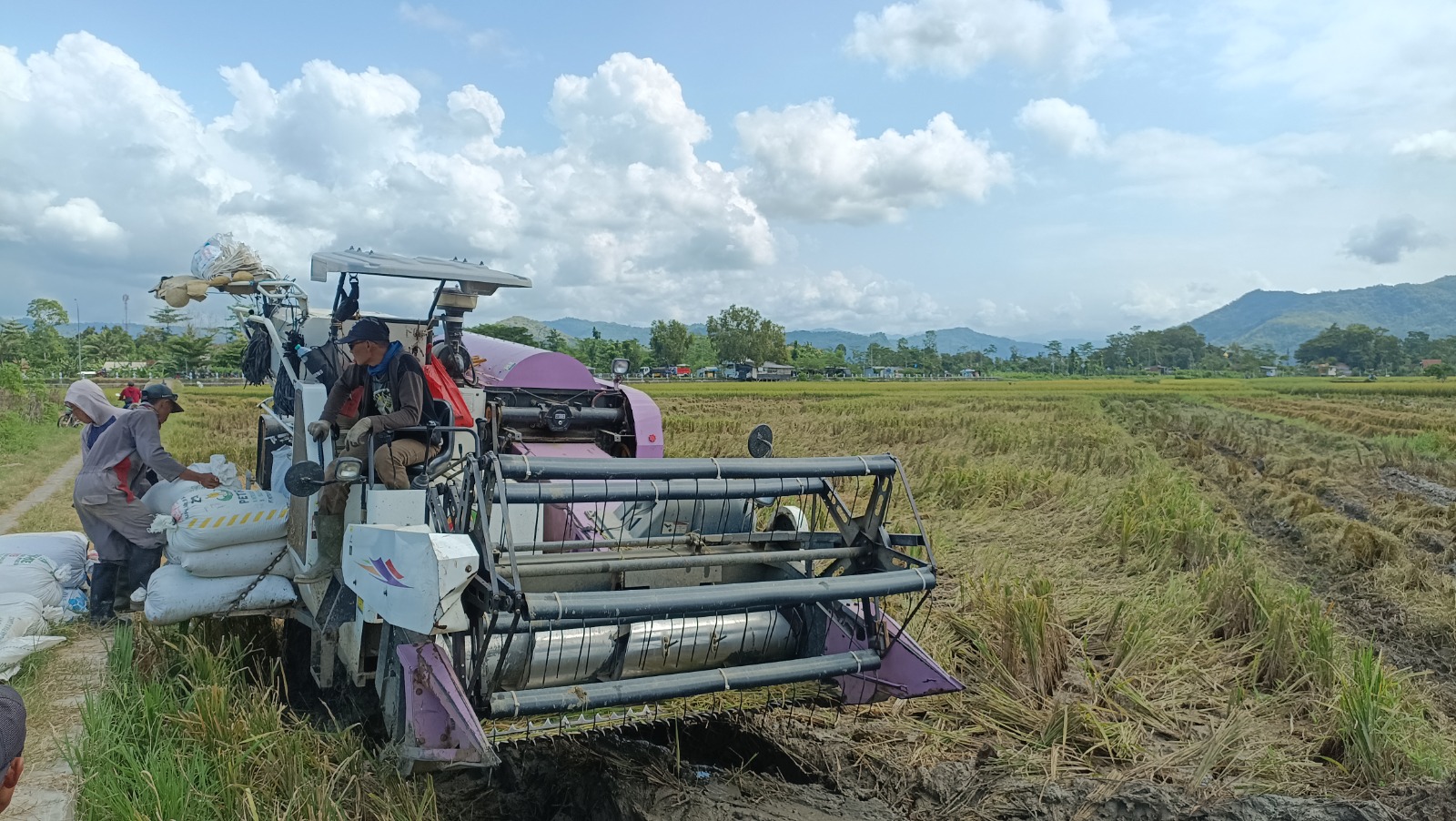 Alat panen combine harvester digunakan petani Pacitan. Tahun ini sektor pertanian daerah mendapat dukungan anggaran PSN 2025. DOK RADAR PACITAN