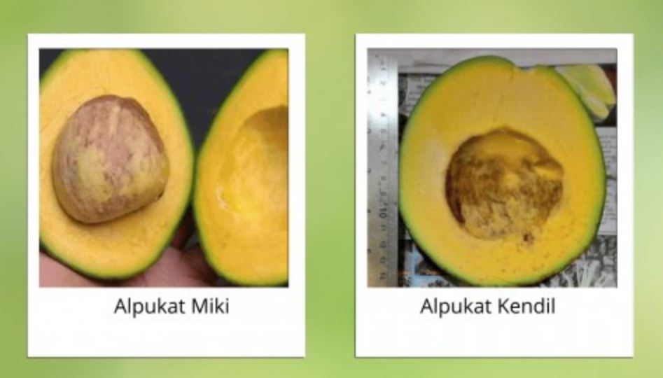 Ilustrasi perbedaan alpukat miki dan kendil.