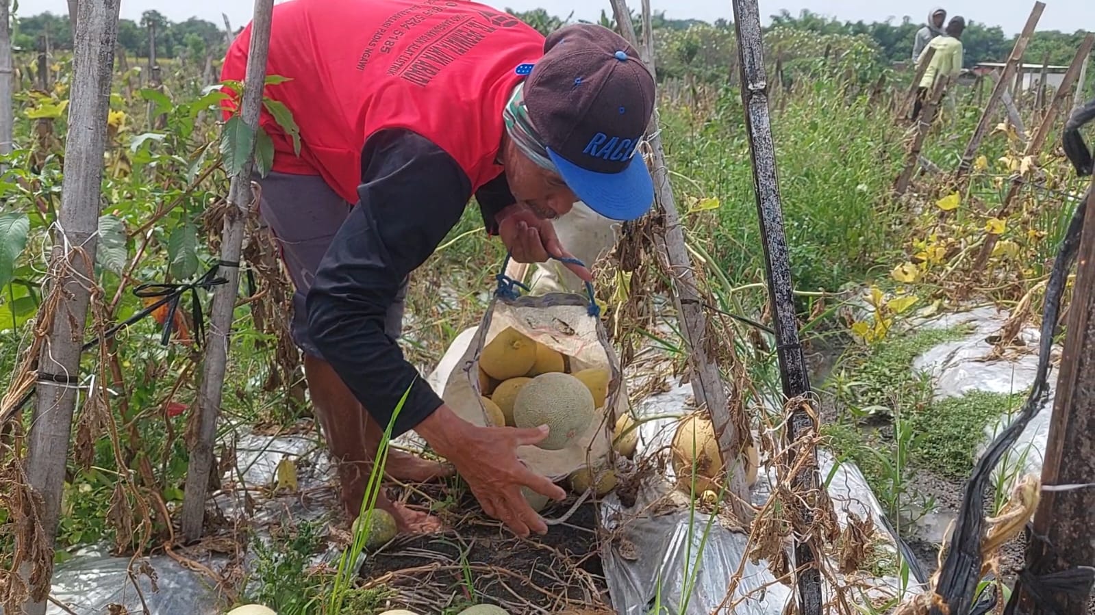 Petani melon di Purworejo memeriksa buah yang rusak akibat cuaca buruk dan serangan lalat buah. DIAN RAHAYU/JAWA POS RADAR MADIUN