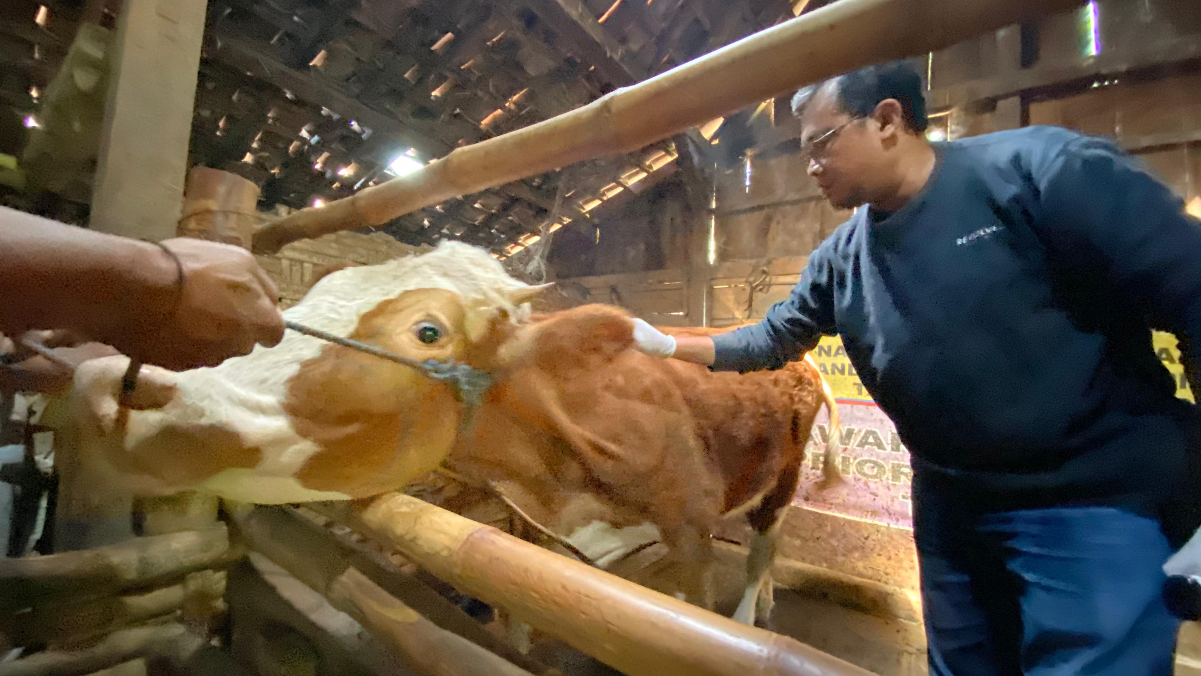 VAKSINASI: Dokter Hewan DKPP Kabupaten Madiun saat melakukan pelayanan vaksinasi ke peternak di Desa Muneng, Pilangkenceng dalam rangka BST, Kamis (27/11).