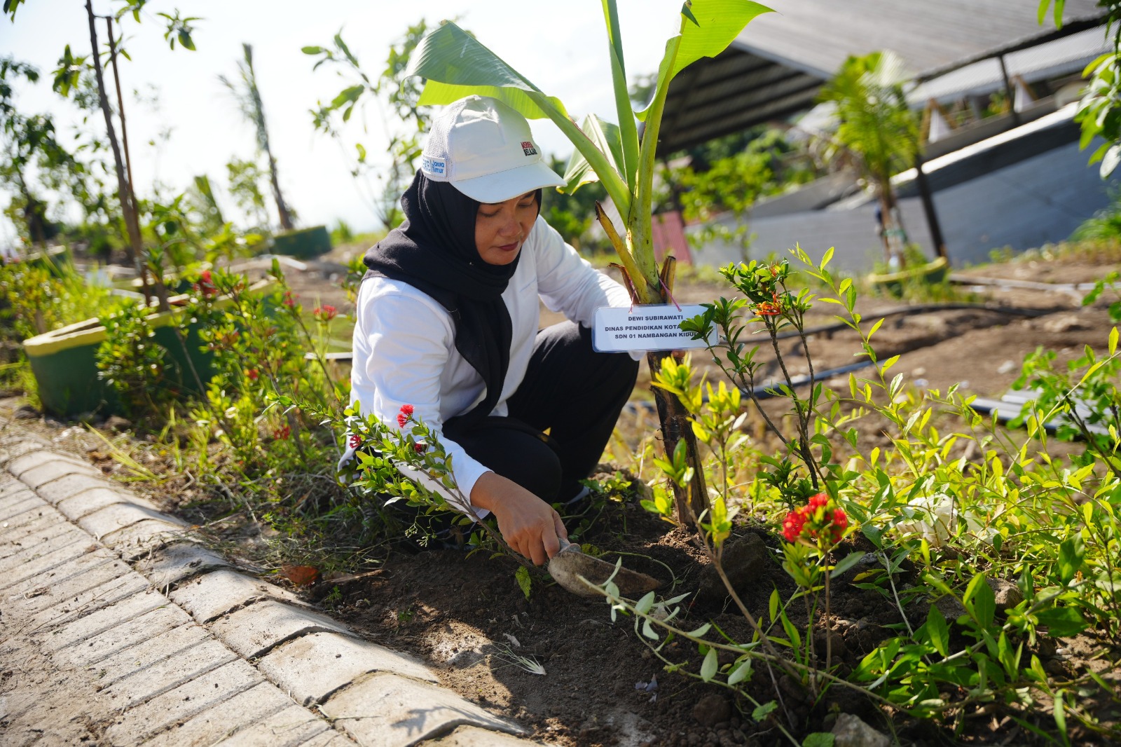 Calon PPPK Paruh Waktu Kota Madiun menanam pisang cavendish dan sejumlah tanaman produktif di kawasan TPA Winongo sebagai syarat pengangkatan. DISKOMINFO UNTUK RADAR MADIUN