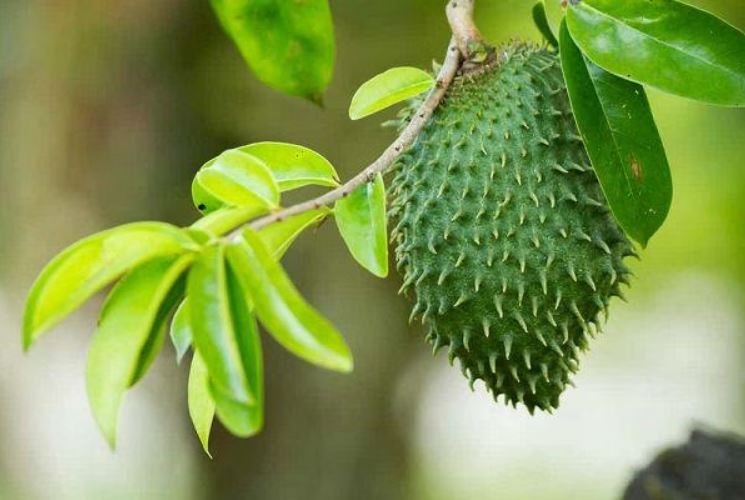 Ilustrasi daun sirsak.
