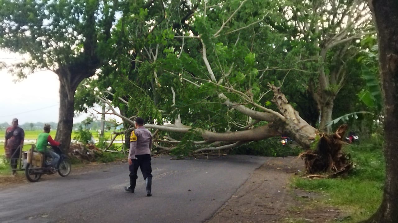 Pohon sengon berdiameter sekitar 120 sentimeter tumbang dan menutup Jalan Raya Sukowidi, Karangrejo, Magetan, sebelum akhirnya dievakuasi petugas dan warga. FOTO: BPBD UNTUK JAWA POS RADAR MAGETAN