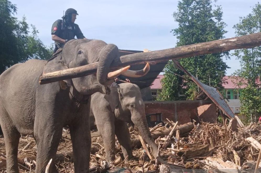 Empat gajah terlatih bantu bersihkan puing banjir dan evakuasi warga di Pidie Jaya, Aceh.