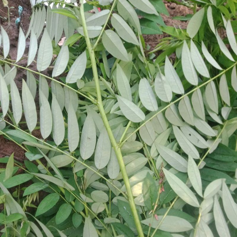 Daun Indigo