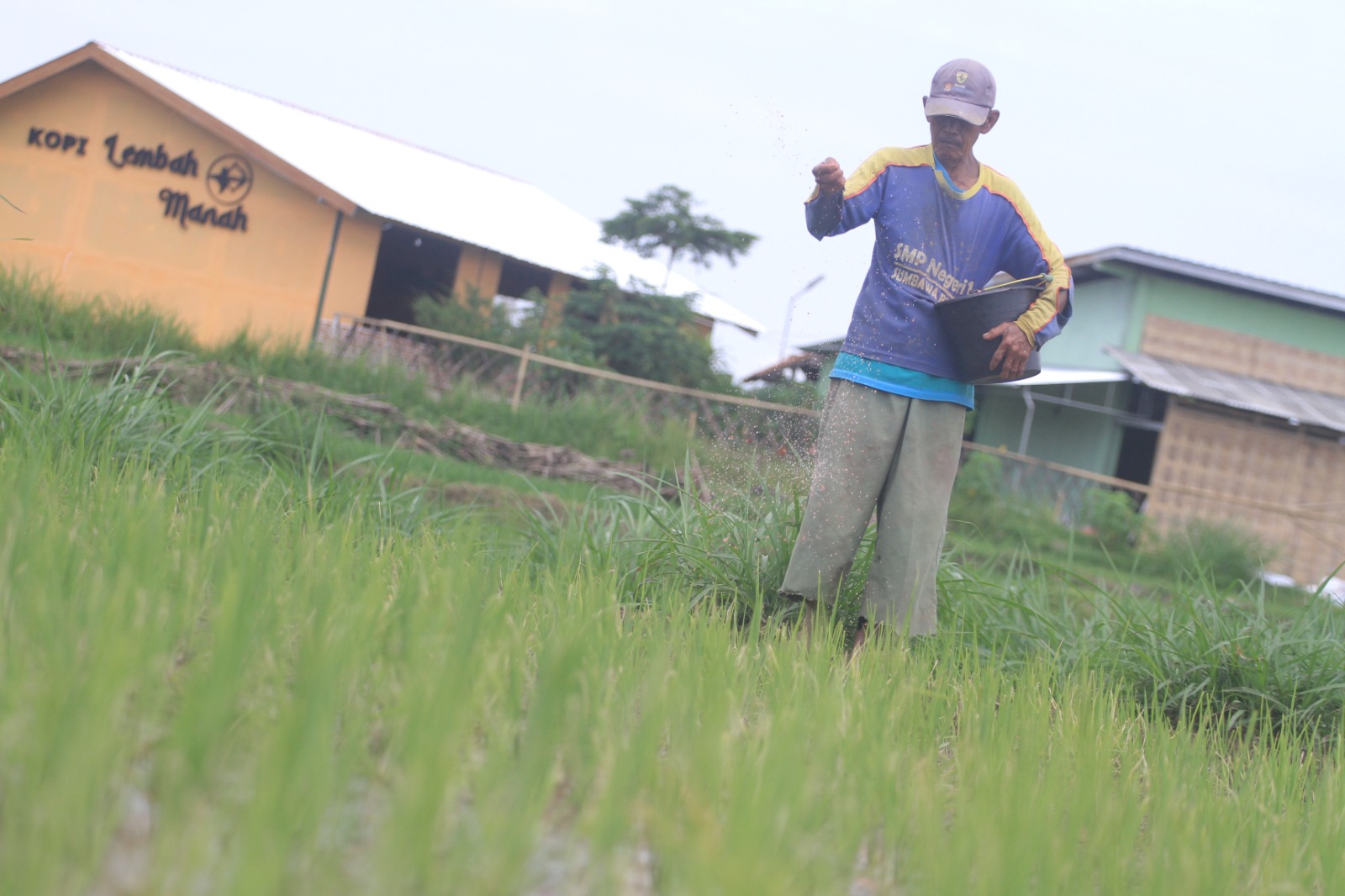 Petani menabur pupuk di lahan pertanian. Kabupaten Magetan menerima tambahan 766 ton pupuk NPK subsidi untuk mendukung musim tanam 2025. AJI PUTRA/RADAR MAGETAN