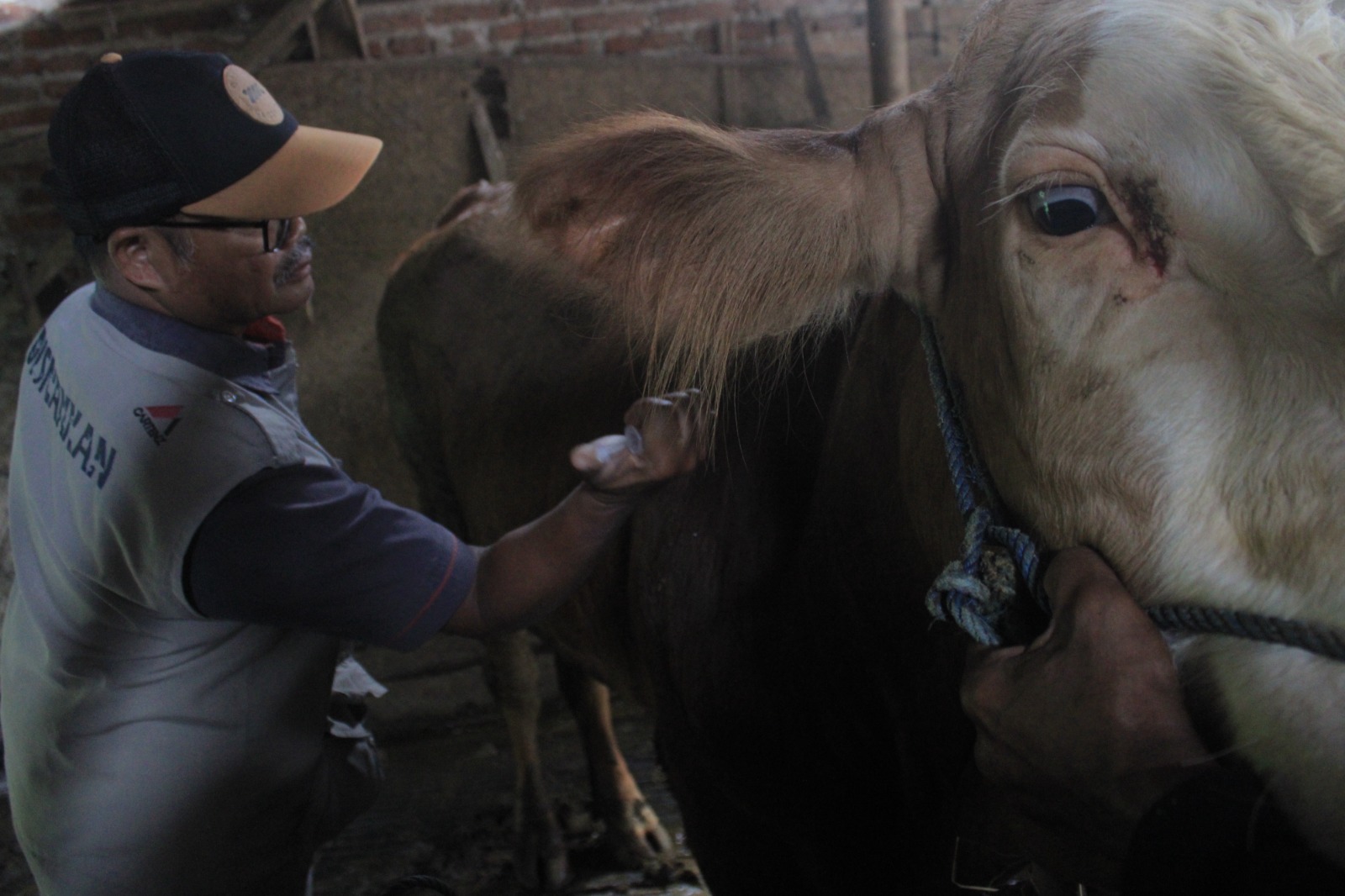 Petugas Dinas Peternakan dan Perikanan (Disnakkan) Magetan menyuntikkan vaksin PMK kepada ternak sebagai upaya pencegahan penyakit jelang 2026. AJI PUTRA/RADAR MAGETAN