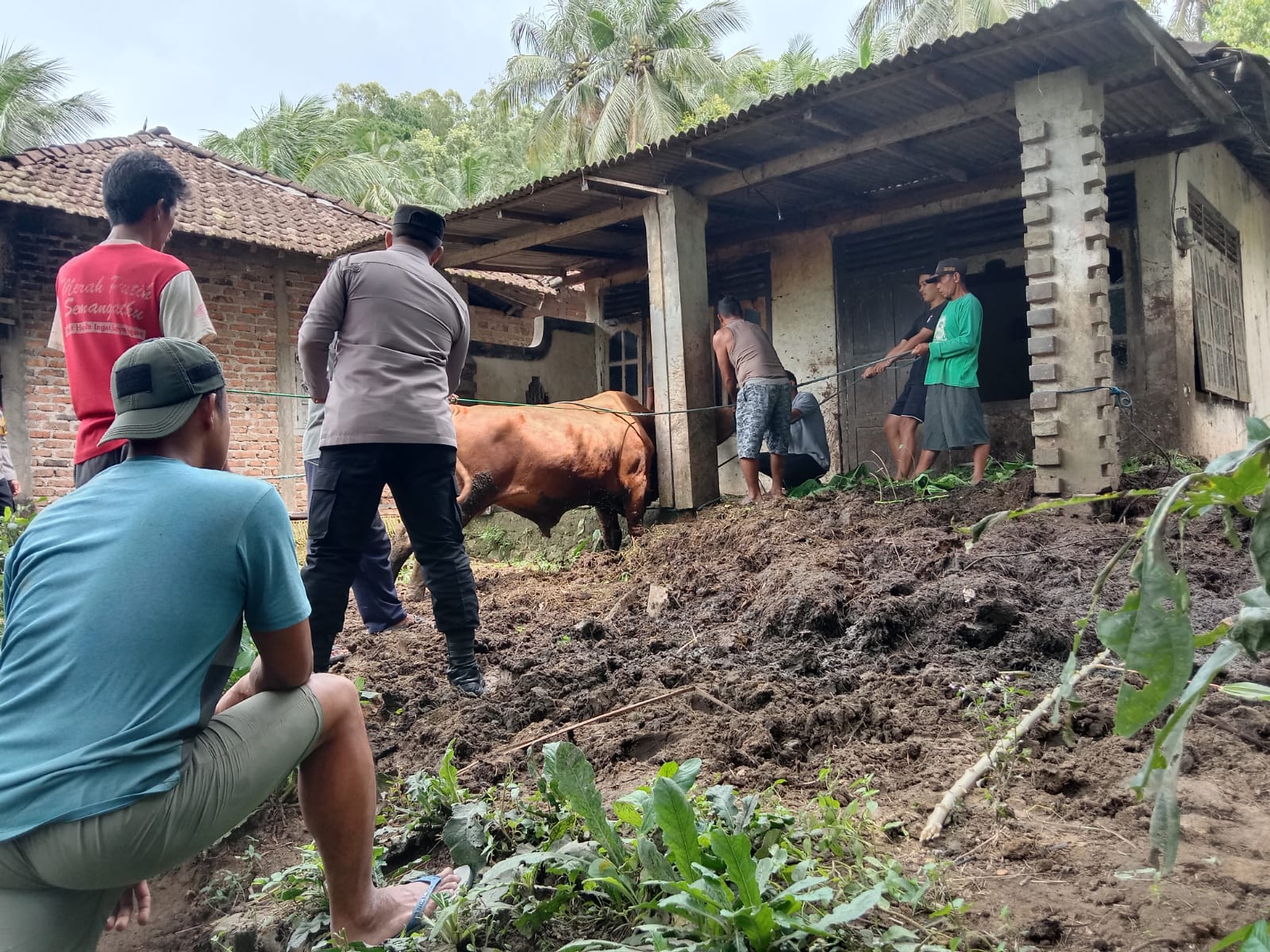 Lokasi kejadian di Desa Worawari, Kecamatan Kebonagung, Pacitan, tempat seorang warga lanjut usia ditemukan meninggal dunia diduga akibat diamuk sapi piaraan sendiri. FOTO: ISTIMEWA