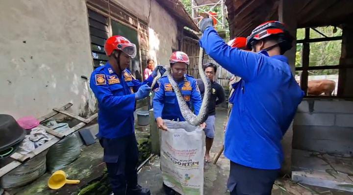 Petugas Damkar Kabupaten Madiun mengevakuasi seekor ular piton sepanjang 2,5 meter dari rumah warga Desa Kertosari, Kecamatan Geger, Senin (15/12). DIAN RAHAYU/RADAR MADIUN