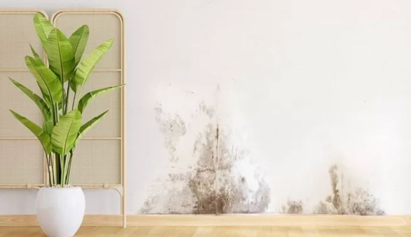 Ilustrasi rumah lembap dan berjamur.