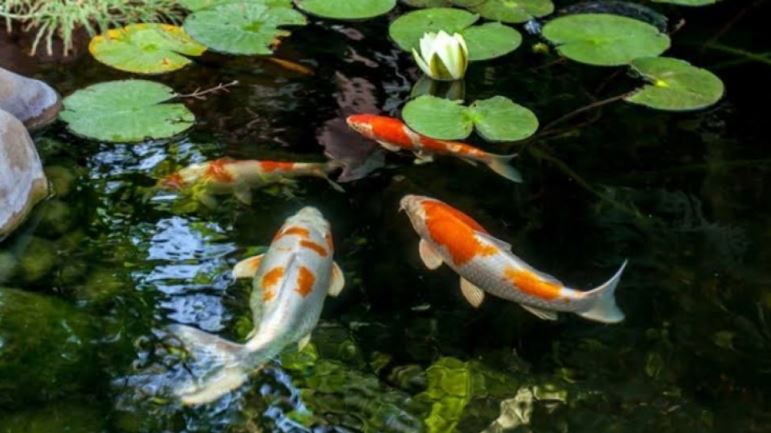 Ikan koi salah satu hewan yang dipercaya bawa keberuntungan.