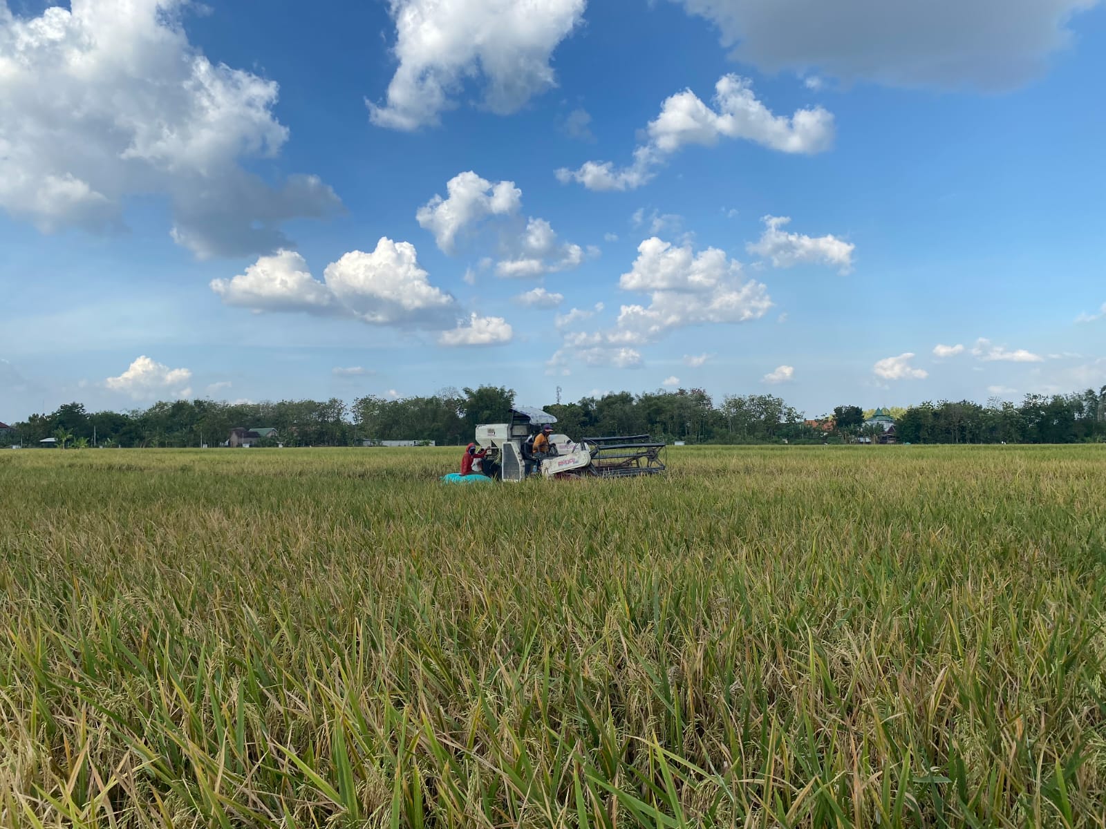 TETAP SERAP: Bulog Madiun tetap melakukan serapan gabah petani hingga akhir tahun untuk menjaga stok dan stabilitas harga pangan. DIAN RAHAYU/RADAR MADIUN