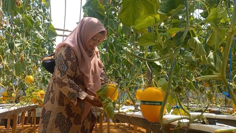 PETIK SENDIRI: Wisatawan menikmati sensasi memetik melon langsung di Greenhouse Paman Jack, Desa Kuwiran, Kecamatan Kare, saat libur Nataru. DIAN RAHAYU/RADAR MADIUN