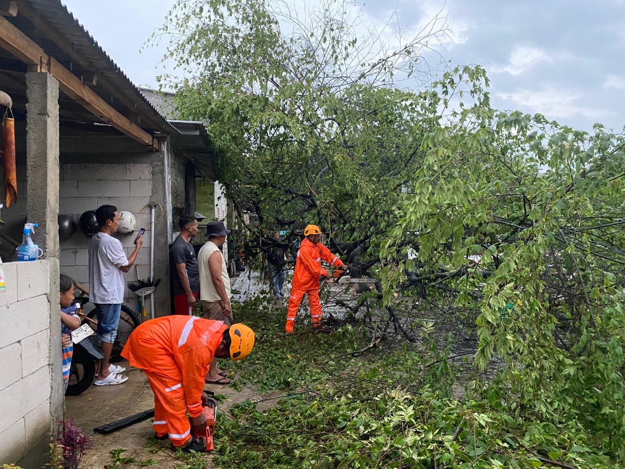 BERJIBAKU: Petugas BPBD Pacitan mengevakuasi pohon tumbang yang sempat menutup jalur nasional Pacitan&ndash;Ponorogo di Desa Widoro, Kamis (1/1). NUR CAHYONO/JAWA POS RADAR PACITAN