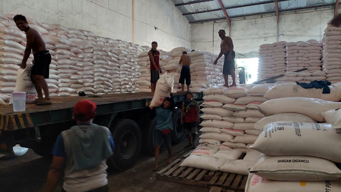 AMAN: Ketersediaan pupuk subsidi di Kabupaten Madiun mencapai 48 ribu ton dan sudah bisa ditebus petani sejak awal tahun 2026. DIAN RAHAYU/RADAR MADIUN