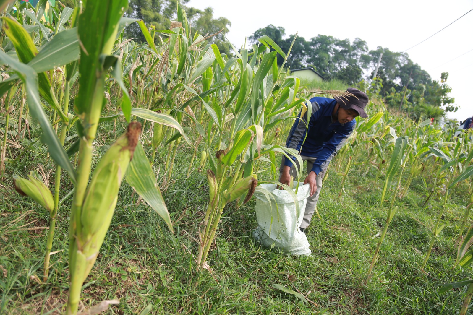 SERAPAN: Jagung pipil hasil panen petani diserap Bulog Madiun untuk mendukung cadangan jagung pemerintah dan stabilisasi harga pakan ternak. DOK RADAR MADIUN