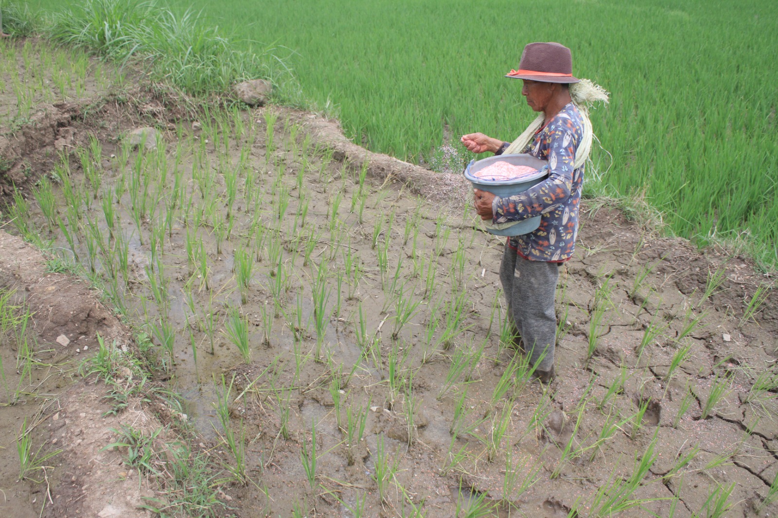 SEMRINGAH: Petani menabur pupuk di lahan pertanian. Jatah pupuk subsidi Magetan 2026 naik, stok urea dan NPK dipastikan aman untuk masa tanam awal. AJI PUTRA/RADAR MAGETAN