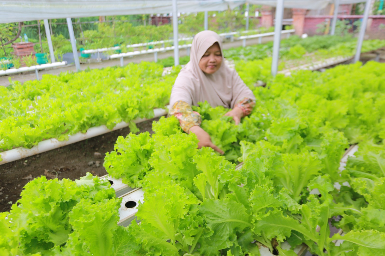 MANDIRI PANGAN: Program Pekarangan Pangan Lestari (P2L) dan Pekarangan Pangan Bergizi (P2B) mendorong warga Kota Madiun memanfaatkan pekarangan rumah untuk sumber pangan berkelanjutan.
