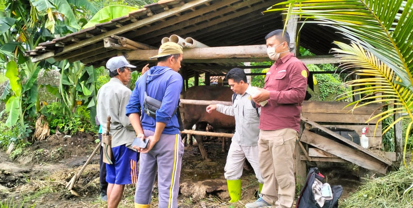 TERNAK: Aktivitas peternakan di Pacitan. DKPP mencatat ribuan kasus penyakit mulut dan kuku (PMK) sepanjang 2025 dengan ratusan ternak mati dan dipotong paksa. NUR CAHYONO/RADAR PACITAN