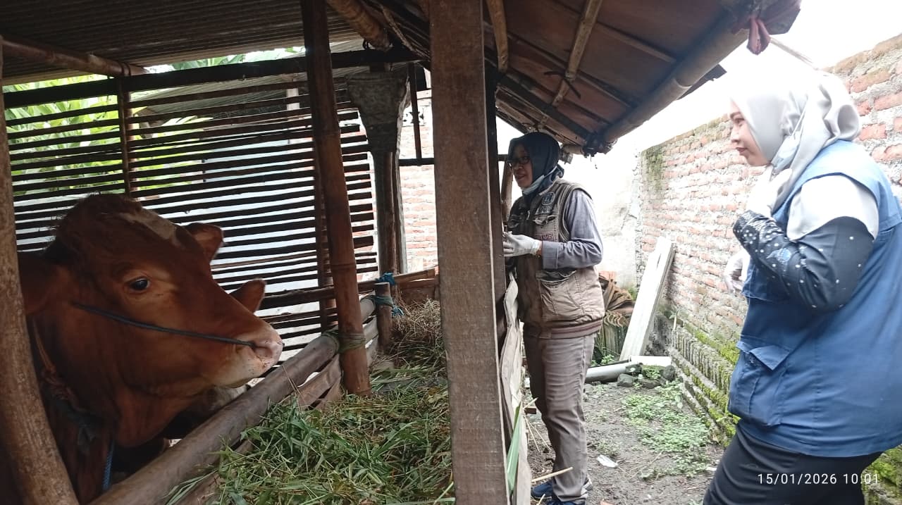 DIVAKSIN: Petugas Bidang Peternakan DKPP Kabupaten Madiun melakukan vaksinasi PMK pada ternak di Desa Kajang, Kecamatan Sawahan. DIAN RAHAYU/RADAR MADIUN