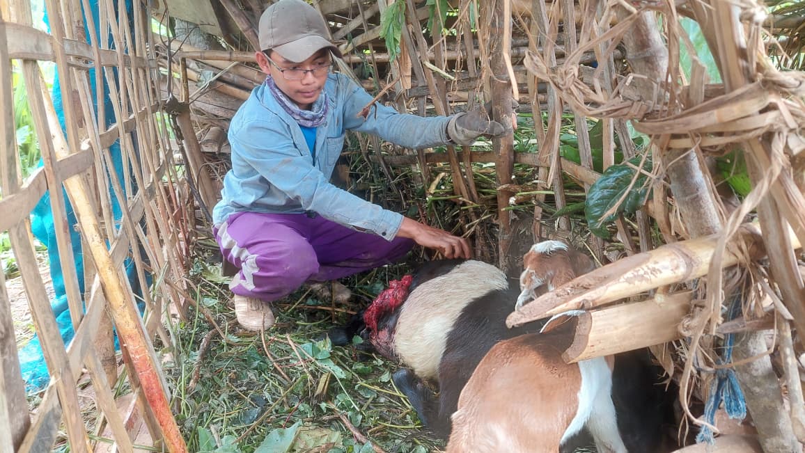 LUKA-LUKA: Peternak di Desa Padas, Kecamatan Dagangan, menunjukkan kambing yang terluka diduga akibat serangan hewan buas misterius. DIAN RAHAYU/RADAR MADIUN