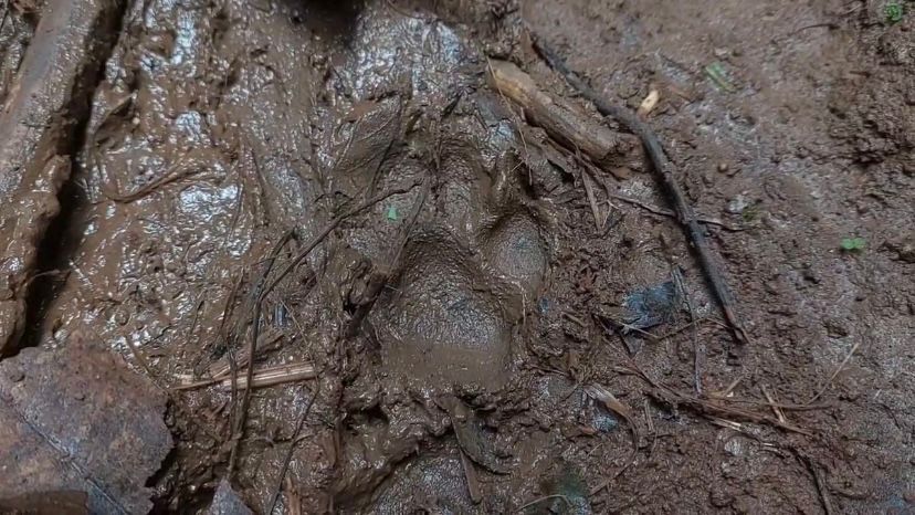 JEJAK MISTERIUS: Jejak kaki diduga hewan buas ditemukan di sekitar kandang ternak warga Kecamatan Dagangan usai belasan kambing mati diserang. DIAN RAHAYU/RADAR MADIUN