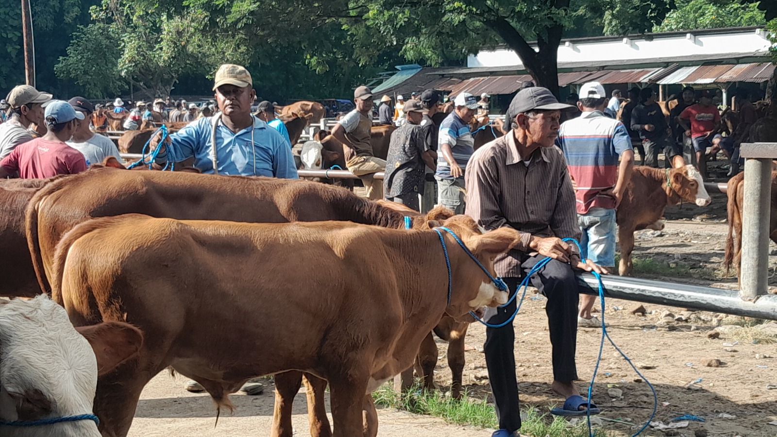 MULAI MEREBAK: Aktivitas jual beli sapi di pasar hewan Ngawi tetap berlangsung dengan pemeriksaan kesehatan ketat menyusul temuan kasus PMK. ASEP SYAEFUL/RADAR NGAWI