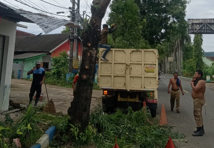 TAMPAK GUNDUL: Petugas DLH Pacitan memangkas pohon ayoman di tepi jalan untuk mencegah risiko tumbang dan kecelakaan saat musim penghujan. NUR CAHYONO/RADAR PACITAN