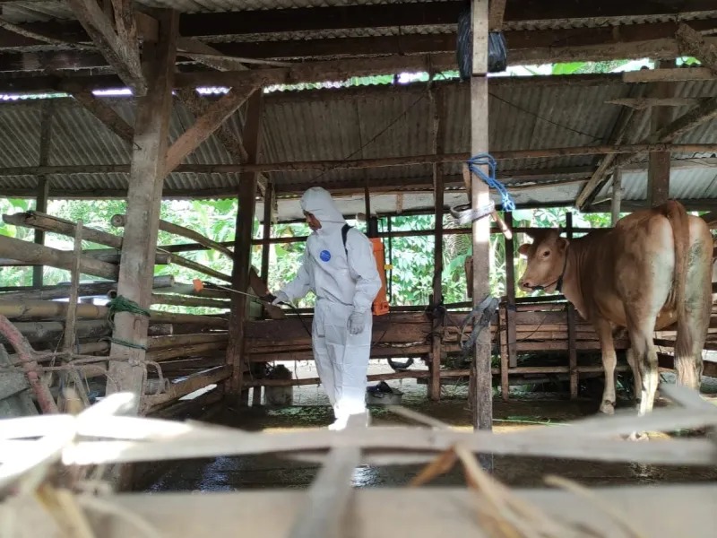 TANGANI PMK: Penyemprotan disinfektan di kandang ternak di Pacitan sebagai langkah pencegahan dan pengendalian penyakit mulut dan kuku. NUR CAHYONO/RADAR PACITAN