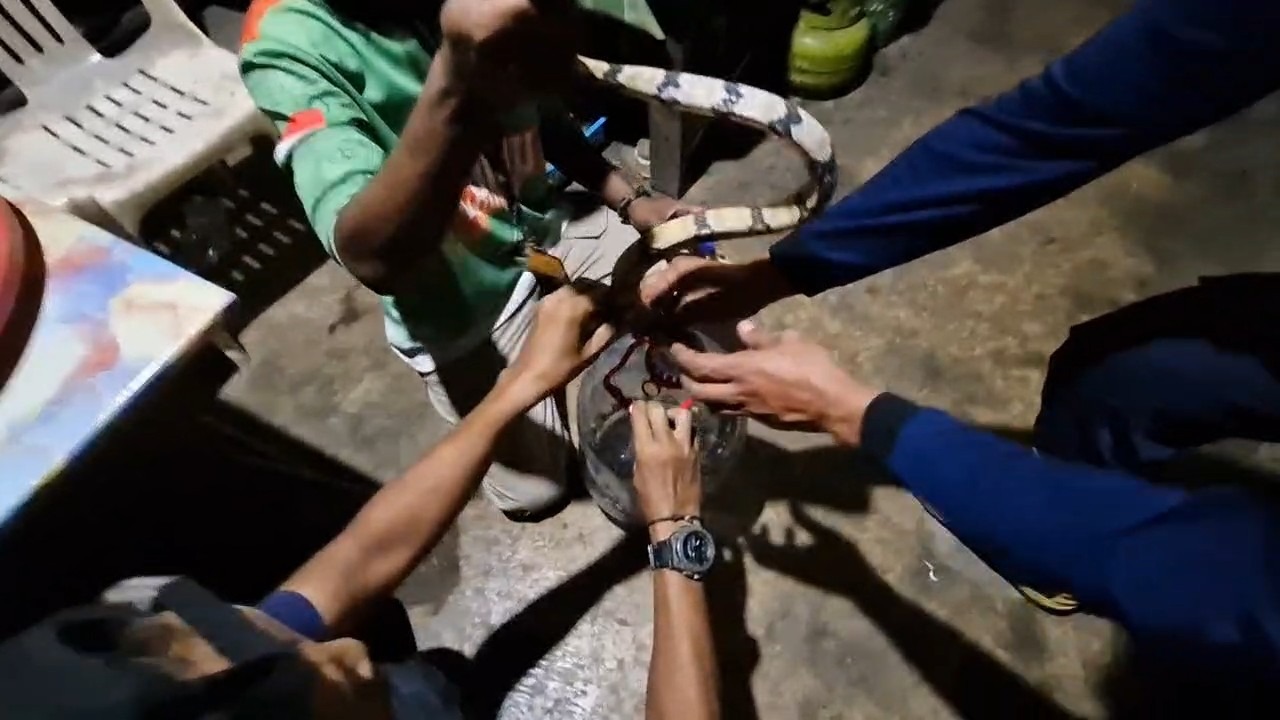 DUA METER: Petugas Satpol PP dan Damkar Ponorogo mengevakuasi ular Banjang Taring dari rumah warga Desa Wotan, Pulung, dini hari. FOTO: ISTIMEWA