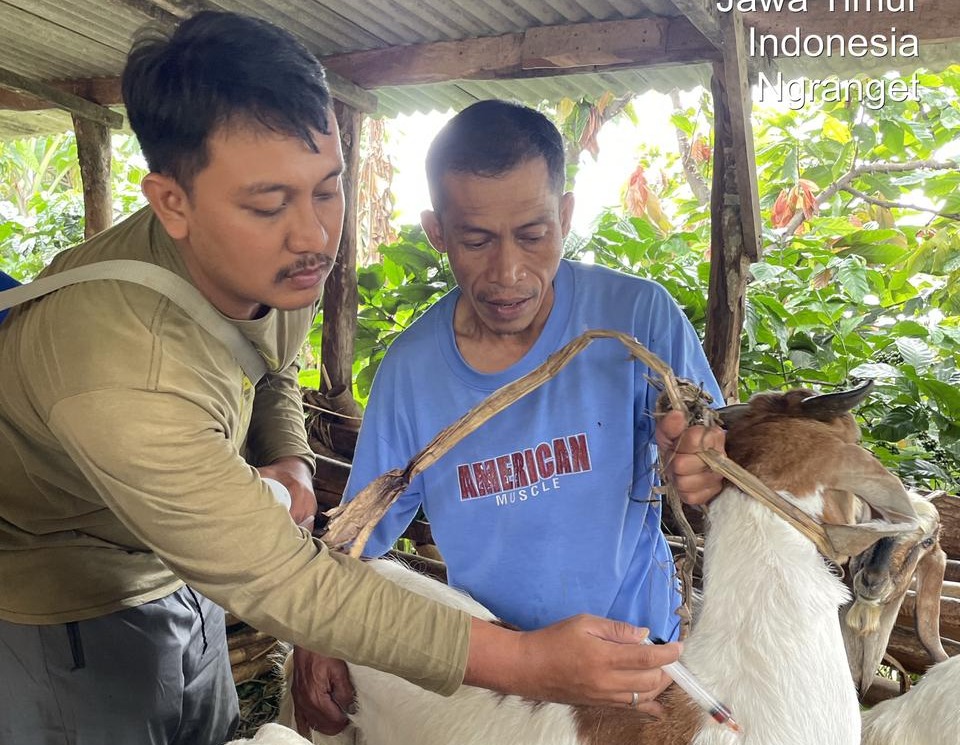 PENGOBATAN: Petugas PTL dan dokter hewan DKPP Kabupaten Madiun memberikan pengobatan dan vitamin pada kambing warga korban serangan hewan buas di Desa Ngranget.