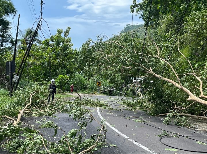 EVAKUASI: Pohon tumbang menimpa kabel dan tiang listrik di Tanjakan Blunding, Pacitan, menyebabkan arus lalu lintas Pacitan&ndash;Ponorogo tersendat. NUR CAHYONO/RADAR PACITAN