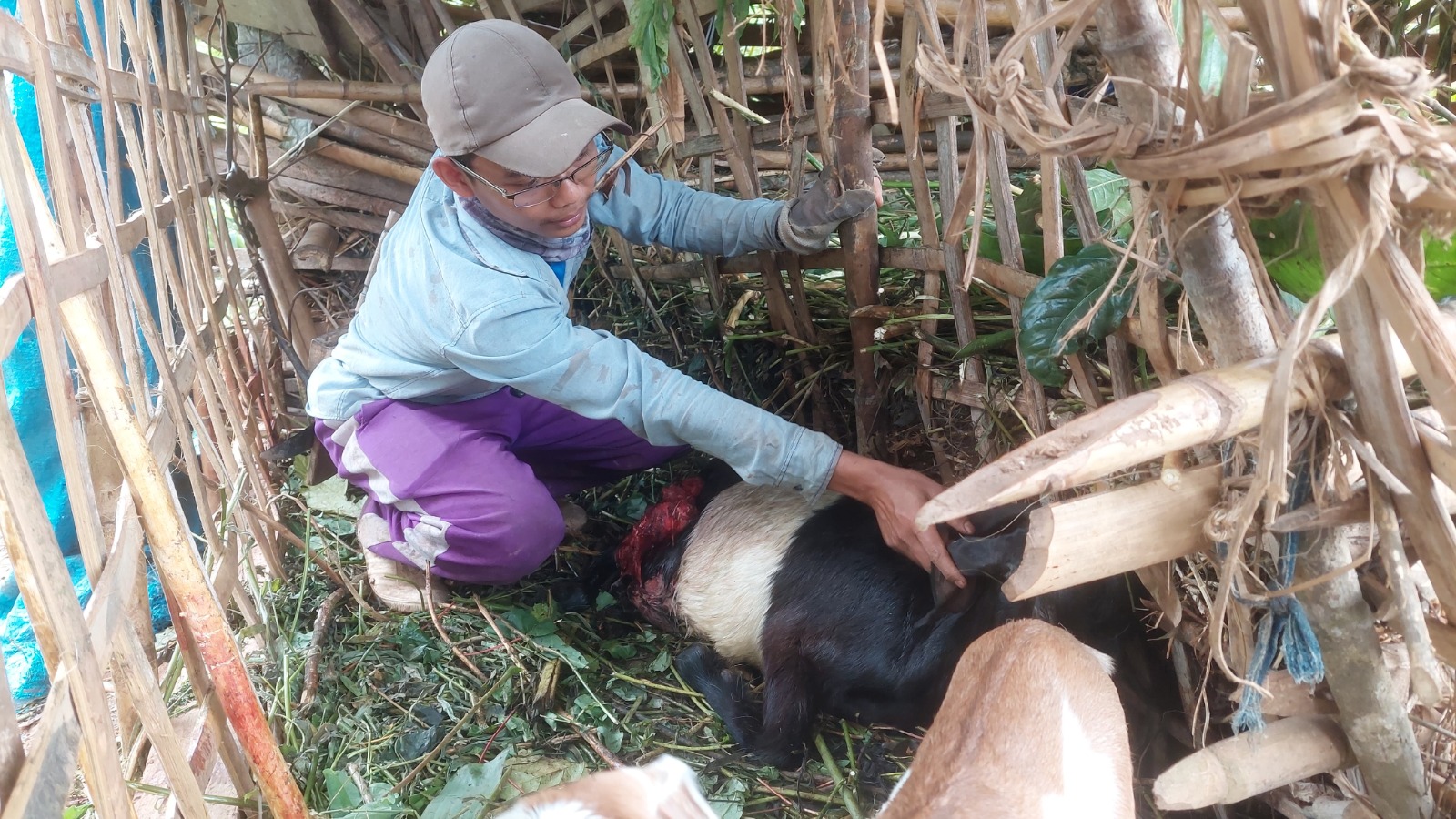 PENELUSURAN: Petugas menelusuri penyebab kematian ternak kambing yang dilaporkan warga di sejumlah desa Kecamatan Dagangan. DOK RADAR MADIUN