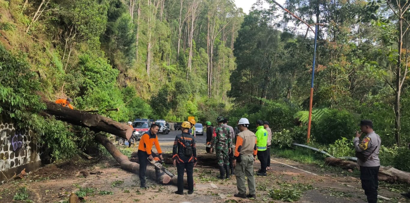 EVAKUASI POHON TUMBANG: Petugas BPBD bersama TNI, Polri, dan warga mengevakuasi pohon tumbang yang menutup total Jalan Tawangmangu&ndash;Plaosan di Kelurahan Sarangan, Sabtu (24/1). AJI PUTRA/RADAR MAGETAN