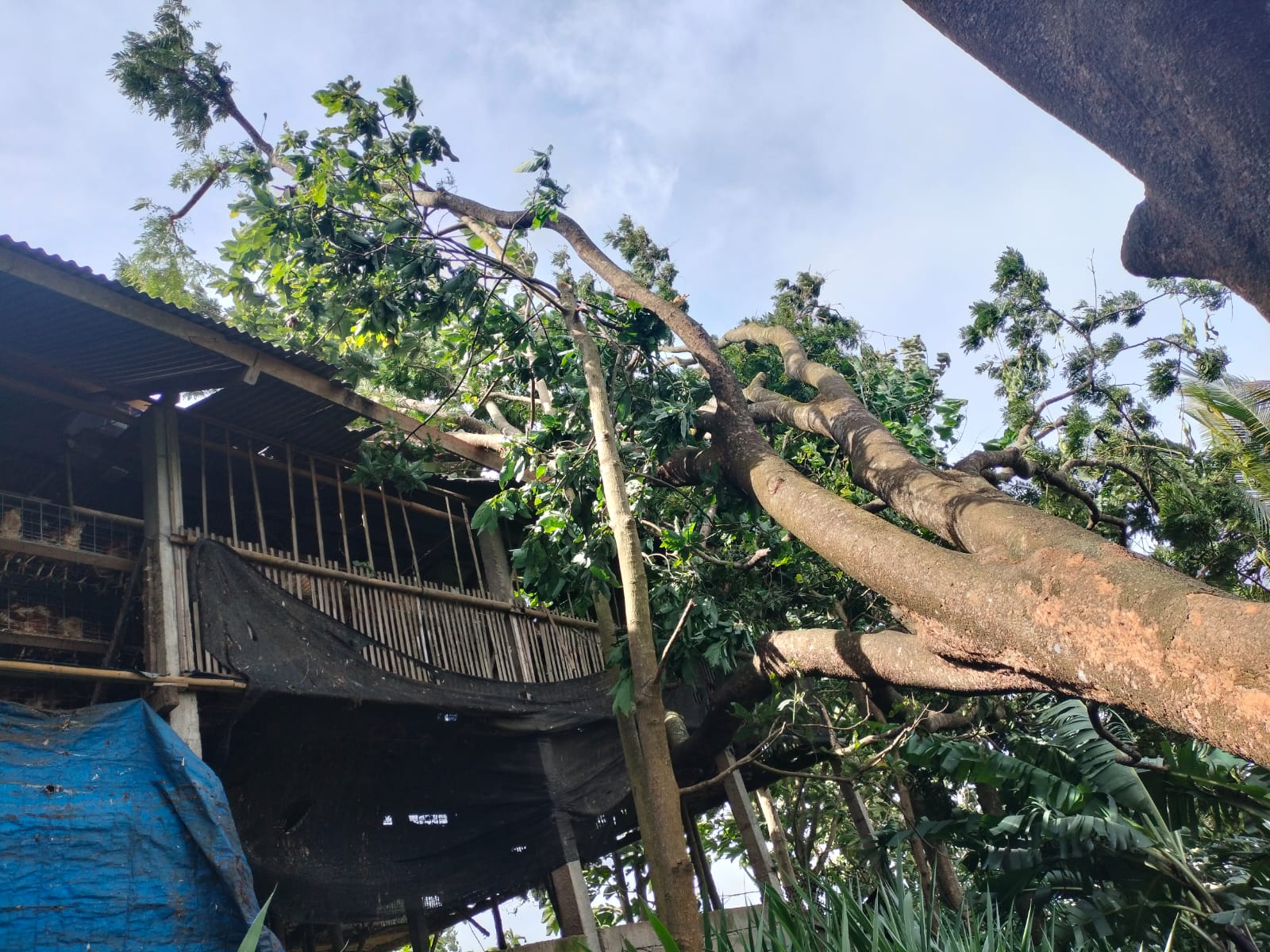 Pohon tumbang menimpa kandang ayam di Desa Bekiring, Kecamatan Pulung, Ponorogo, akibat angin kencang, Sabtu (24/1). FOTO: BPBD PONOROGO