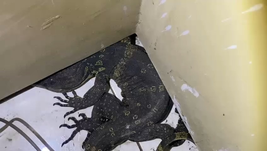 Petugas Satpol PP dan Damkar Ponorogo mengevakuasi biawak berukuran besar yang masuk ke rumah warga Kelurahan Tonatan, Ponorogo, Rabu (28/1). SUGENG DWI N/RADAR PONOROGO