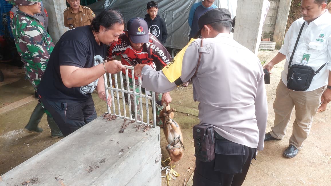 DIEVAKUASI: Tim BKSDA Wilayah Madiun mengevakuasi dua anjing liar yang ditangkap warga diduga.  Ciri Mengarah Jenis Lokal yang Berkeliaran di Hutan
