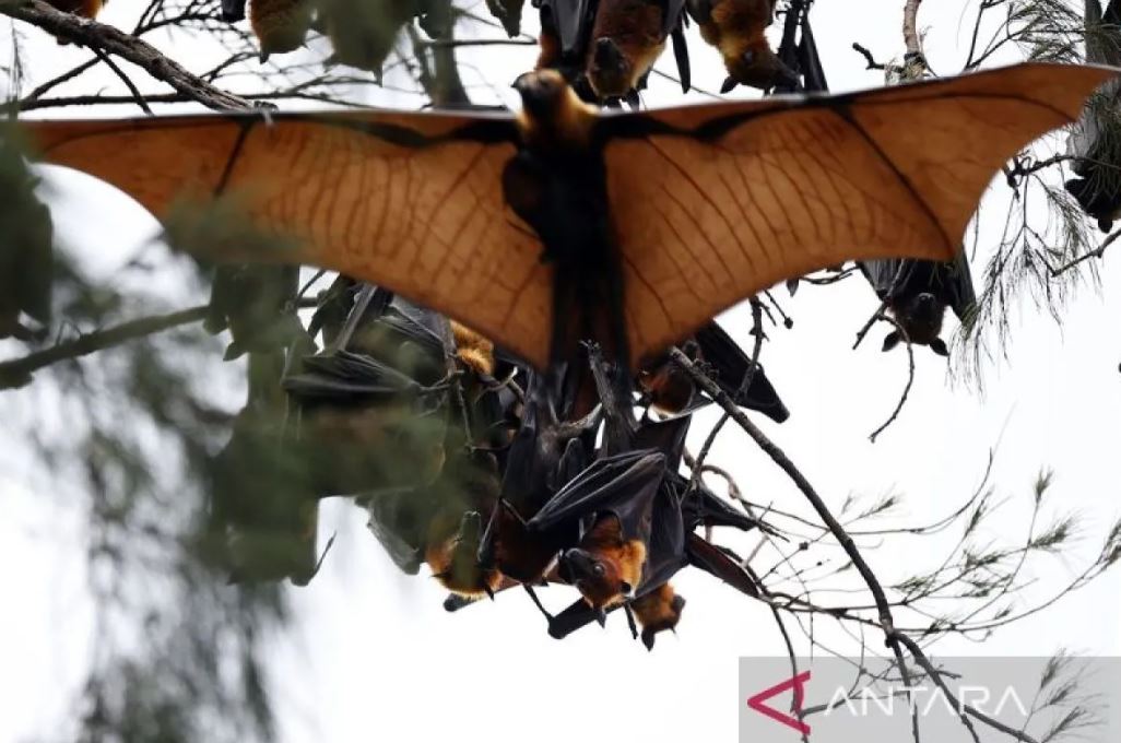 Ancaman virus Nipah membuat skrining bandara dan pengawasan pekerja migran diperketat.